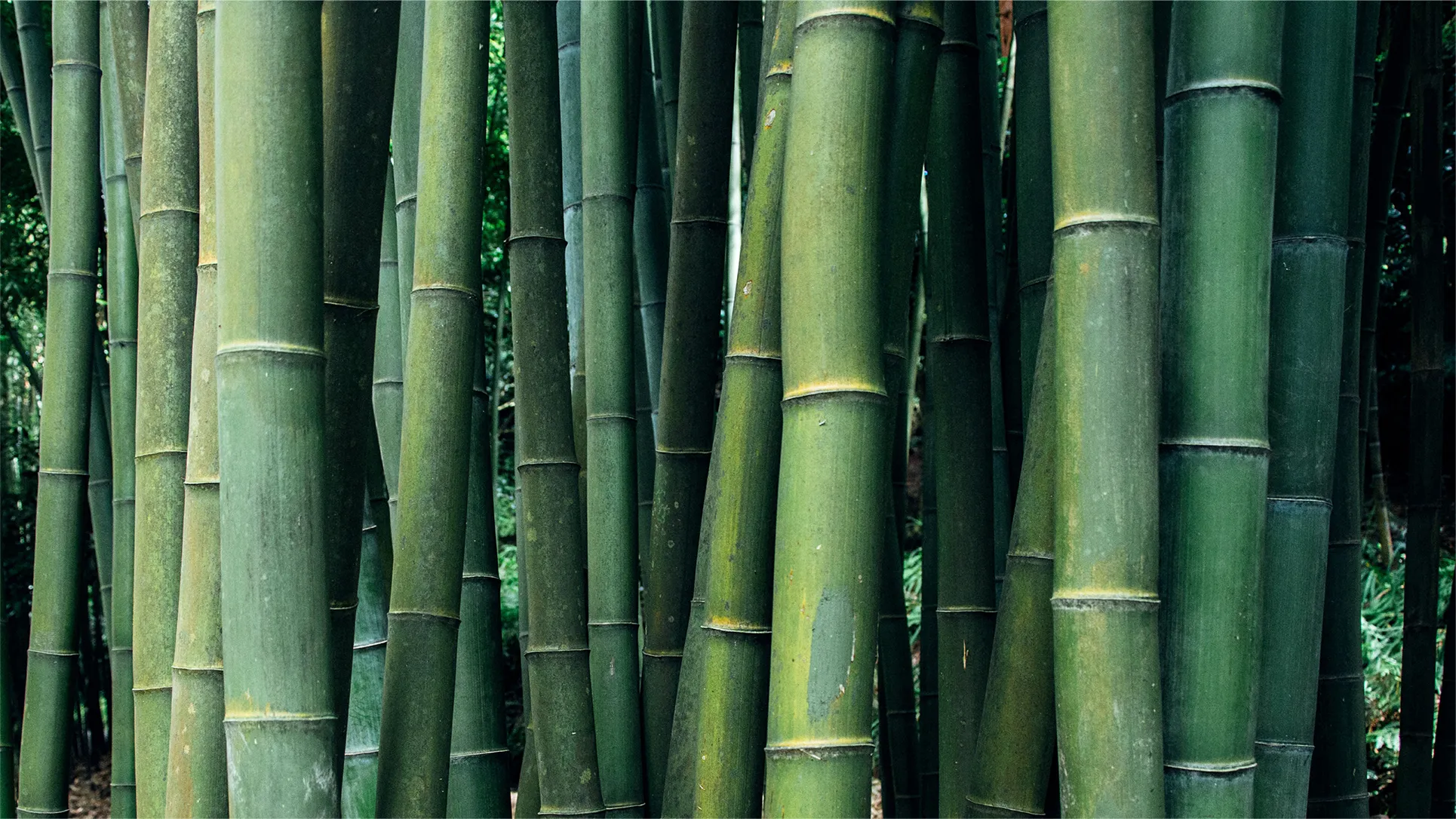 Cadena de valor verde